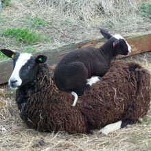 Fishers Mobile Farm